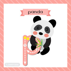 Letter P lowercase cute children colorful zoo and animals ABC alphabet tracing flashcard of Sitting Chinese Panda bear for kids learning English vocabulary and handwriting vector illustration.