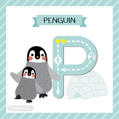 Letter P uppercase cute children colorful zoo and animals ABC alphabet tracing flashcard of Penguin mother and child for kids learning English vocabulary and handwriting vector illustration.