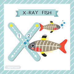 Letter X uppercase cute children colorful zoo and animals ABC alphabet tracing flashcard of X-ray Fish for kids learning English vocabulary and handwriting vector illustration.