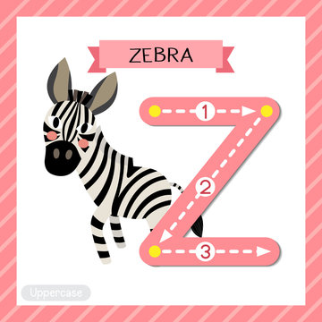 Letter Z uppercase cute children colorful zoo and animals ABC alphabet tracing flashcard of Zebra for kids learning English vocabulary and handwriting vector illustration.