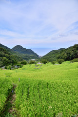 Fototapeta na wymiar Terraced paddy field in Japan
