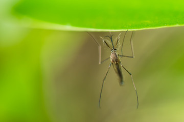 Male mosquito on a green leaf