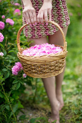 Fototapeta na wymiar Basket with rose petals 