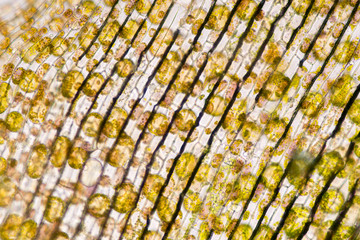 Cell structure Hydrilla, view of the leaf surface showing plant cells under the microscope for...