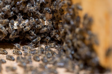Honeycomb