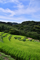 Terraced paddy field in Japan