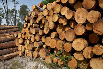 Coupe des pins des Landes, Nouvelle Aquitaine, Landes, France
