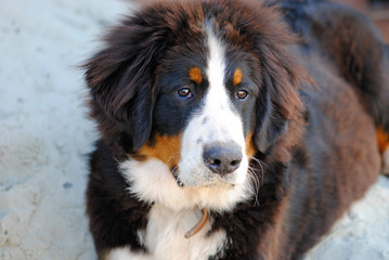 Fototapeta premium portrait of a Bernese Mountain Dog
