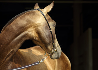 Akhal-Teke. Portrait of a stallion with traditional tack, seen against a black background