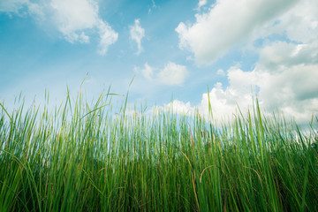 Green grass behind the cloudy sky