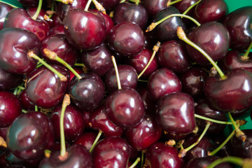 Dark red field fresh ripe sweet cherries