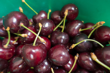Ripe fruits of sweet cherry in green bucket