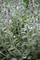 Erect stems of woolly hedgenettle with pink flowers