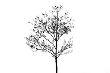 Obraz premium Silhouette Deciduous trees isolate on white background