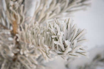 Spruce branches covered with hoarfrost and snow in freezing weather in the winter