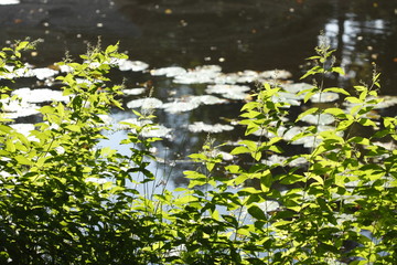 Gräser an einem Seeufer