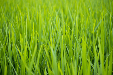 Fototapeta na wymiar green rice paddy field agriculture in asia beautiful background