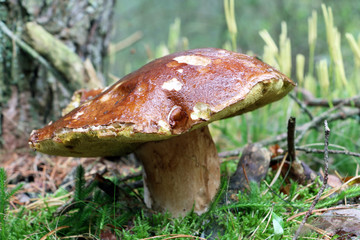 big old boletus mushroom