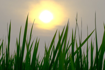 sunrise sunset dusk evening through grass green rice paddy field looking landscape nature