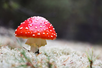 Red Amanita mushroom