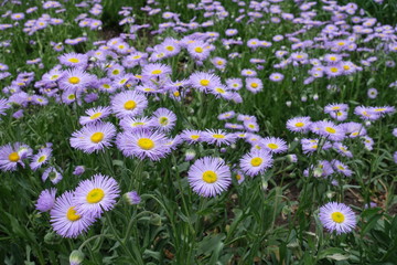 Mauve ray florets surrounding yellow disc florets of aspen fleabane