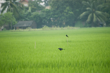 Obraz na płótnie Canvas bird flying black drongo with spread wings in air over green rice field in the air free hunting catching insects in rural area village