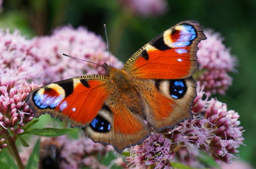 Tagpfauenauge (Aglais io)