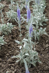 Full lenght view of flowering Veronica incana