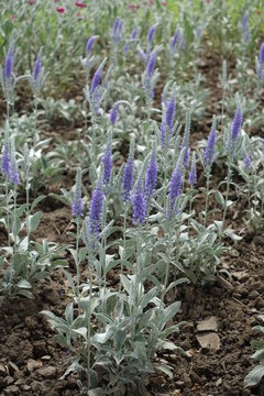 Violet flowering spikes and silver leaves of Veronica incana