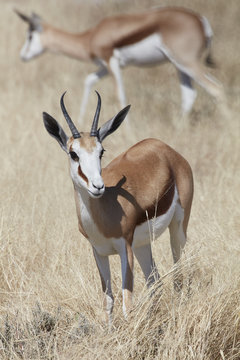 A Springbok, Antidorcas marsupialis, standing in grassland.