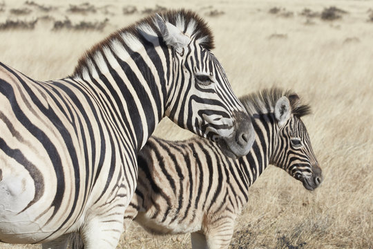 Two Burchell's zebra, Equus quagga burchellii, adult and foal
