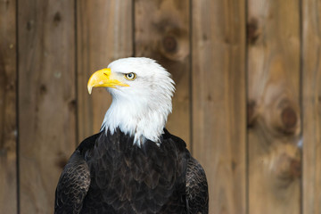 Portrait of a bald eagle Haliaeetus Leucocephalus.