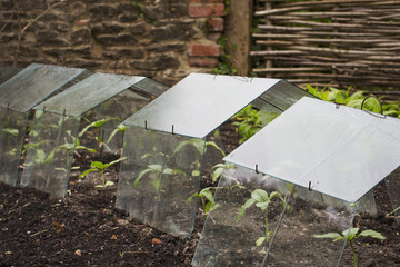 Protective cloches over small seedlings in the soil