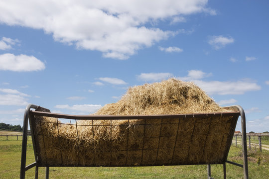 Hay rick, rack of animal fodder. 