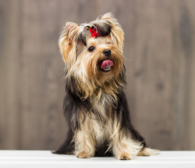 yorkshire terrier dog