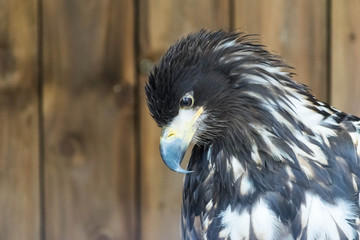 Portrait of a white tailed sea eagle, Haliaeetus Albicilla. © wael