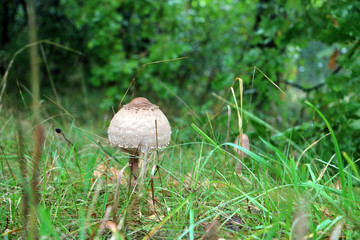 Rozites caperata mushroom