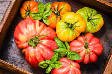 Fresh tomatoes red, yellow and green top view on rustic wood.