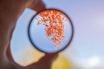 nature through a glass bowl