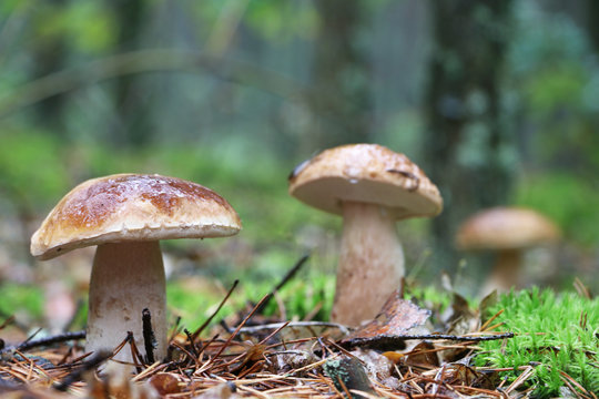 three boletus in the mushroom rain
