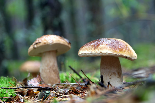 three boletus mushroom and rain
