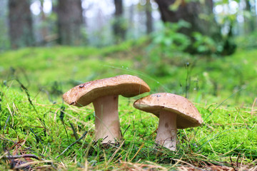 two boletus mushrooms in the rain