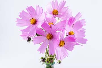 Delicate Cosmos pink flowers in glass vase on white background