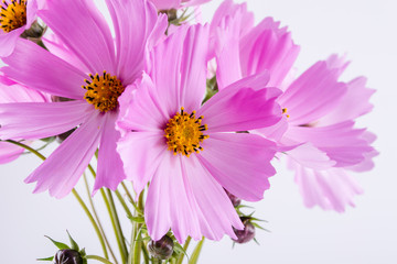 Obraz premium Summer flower pattern. Delicate cosmos pink flowers on white background
