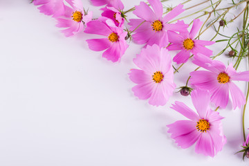 Fototapeta na wymiar Summer flower pattern. Delicate cosmos pink flowers on white background