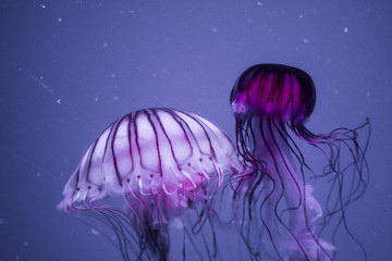 Cute ©  Panda Des Bois