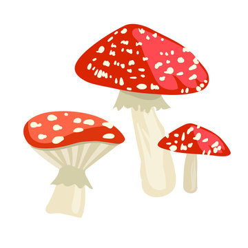 Amanita muscaria mushroom icon. Cartoon illustration of toadstool vector for web design