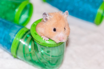 Hamster in tube