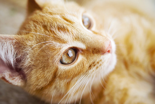 Beautiful red kitten close up