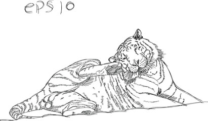 Tiger Vector Line Sketch Up, EPS 10.